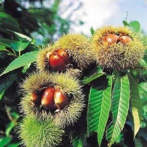 2 Chinese Chestnut trees 2ft tall now live trees