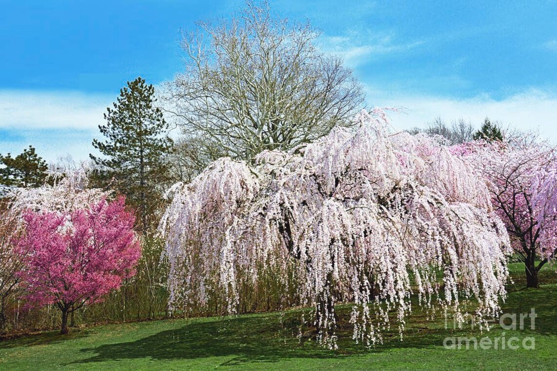 2 Beautiful Yoshino Weeping Cherry Trees 2ft Tall Live Trees Etsy