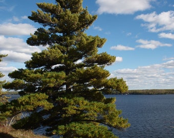 2 Eastern white pine trees 2ft tall
