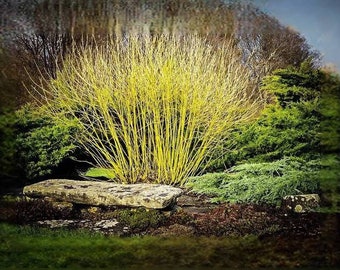 2 Yellow twig dogwood shrub beautiful all year around 2ft tall now live shrub