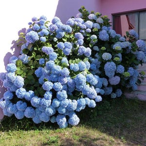 May include: A large bush of blue hydrangea flowers in full bloom. The flowers are a vibrant blue color and are clustered together in large, round blooms. The bush is planted in front of a pink building.