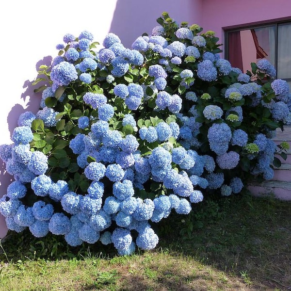 2 Blue Hydrangea Bushes: Reblooming  2ft tall now