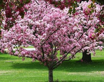 Robinson crabapple tree 2ft tall now live tree