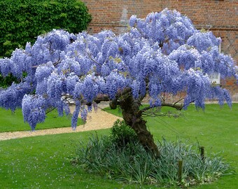 5 blue Chinese wisteria trees beautiful accent trees fragrant flowers 1ft tall now