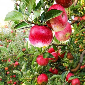 2 pink apple trees! Sweet delectable tasty fruit 2ft tall now