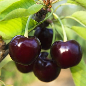 May include: Close-up of a cluster of dark red cherries hanging from a branch. The cherries are shiny and plump, with a deep, rich color.