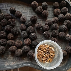 4 pounds black walnut in shell ready to crack and great for wildlife
