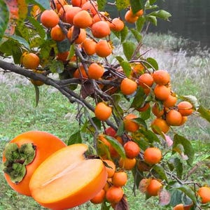 May include: A tree laden with ripe, orange persimmons. One persimmon is cut open, revealing the fruit's interior. The tree's branches are visible, along with green leaves. The background shows a grassy area.