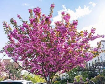 PRE-SALE will ship mid October  2 Kwanzan Cherry Blossom Trees, Dramatic Pink Blooms (2ft Tall)