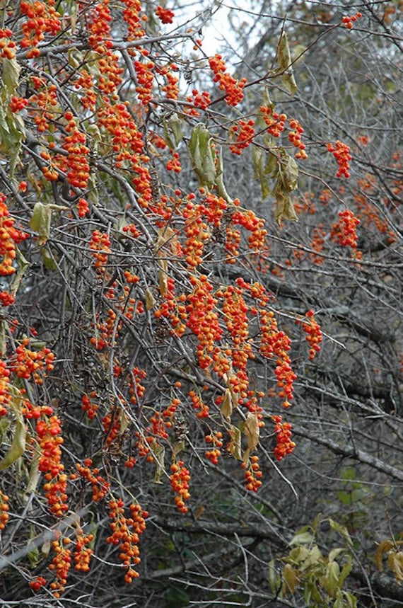 2 American Bittersweet Vines Beautiful Addition to Landscape Etsy