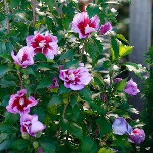 May include: A bush with pink and white hibiscus flowers. The flowers have a red center and white edges. The bush is green and leafy.