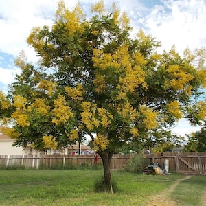 May include: A large tree with green leaves and clusters of yellow flowers. The tree is in a grassy yard with a wooden fence and a house in the background. The sky is blue with white clouds.