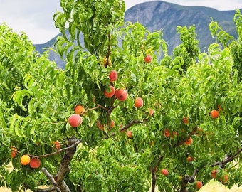 Red haven peach tree 3ft tall fruit tree