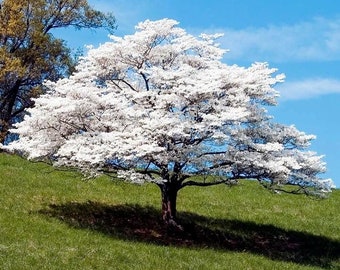 1 White dogwood tree, beautiful white flowering addition to landscape 1-2 ft tall now