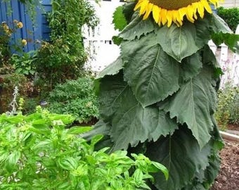 5 Giant Mongolian Sunflower Seeds: Ready to Plant