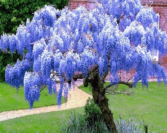 PRE-SALE will ship mid October.  Chinese wisteria tree 1ft tall now