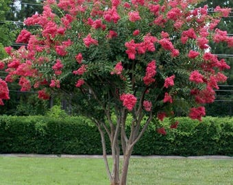 PRE-SALE will ship mid October  2 Pink crape myrtle tree 2ft tall now