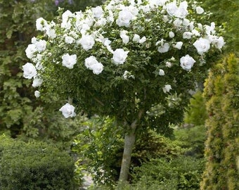 8 white rose of Sharon cuttings