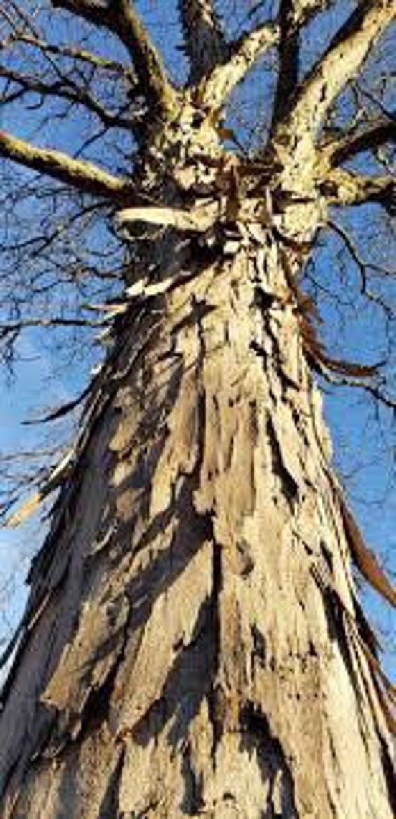 4 Shellbark Hickory Tree 2ft Tall Now Self Fertile Live Tree