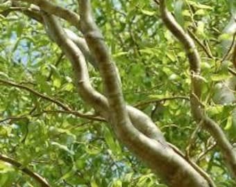 2 Corkscrew willow tree fast growing unique branches  3-4ft tall now