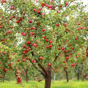 Pink apple trees 2ft tall live fruit tree