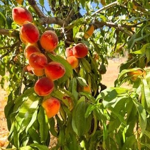 May include: A close-up shot of a peach tree laden with ripe peaches. The peaches are a vibrant mix of red and orange, contrasting with the green leaves. The tree branches are visible against a bright blue sky.