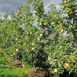May include: Rows of apple trees laden with ripe, yellow-green apples. The trees are full of green leaves and the apples are ready for harvest. The sky is overcast, and the orchard is lush with green grass.