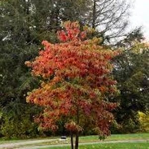 May include: A small tree with red, orange, and yellow leaves in the fall. The tree is in a grassy area with other trees in the background.