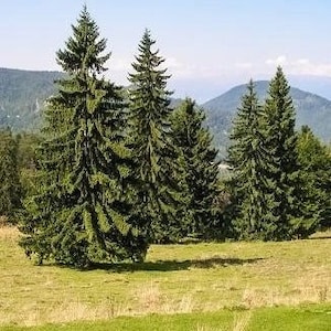 May include: A scenic view of several tall, green evergreen trees in a grassy field. The trees are the focal point, with a backdrop of rolling hills and a blue sky. The scene evokes a sense of nature and tranquility.