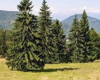 2 Norway spruce trees evergreen fast growing 2ft tall now