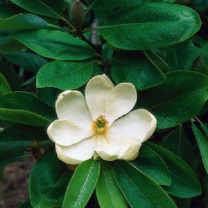 2 Sweet Bay Magnolia Trees Beautful White Flowering Trees 2ft Tall Now