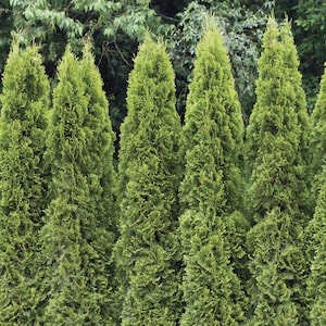 May include: A row of tall, green evergreen trees planted close together, creating a dense hedge or privacy screen.