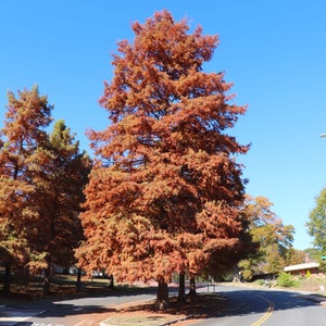 May include: A large tree with reddish-brown foliage dominates the image, set against a clear blue sky. Other trees with similar colors are visible. A road curves in front of the trees.