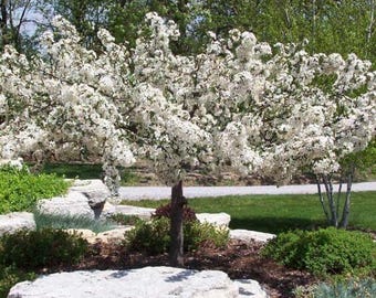 Sargent Crabapple Seeds: Fragrant White Blossoms, Red Fruit