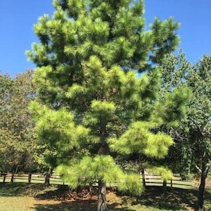 May include: A tall, green pine tree with a brown trunk stands in a grassy yard under a clear blue sky. The tree's needles are a vibrant green, and the branches spread out to create a full, lush canopy. Other trees and a wooden fence are visible in the background.