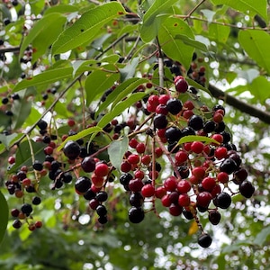 May include: Close-up of a tree branch laden with clusters of berries. The berries are a mix of deep red and black, contrasting with the green leaves. The image is taken outdoors, with a blurred green background.