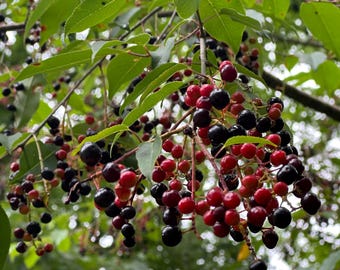 6 wild black cherry tree cuttings 4-6 inches tall freshly cut