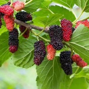 2 red mulberry trees, fast growing! 2ft tall now