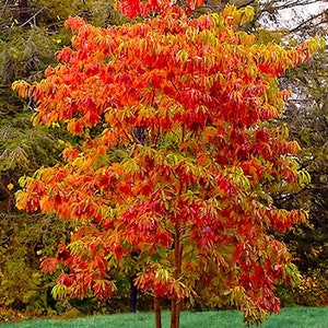 2 Sassafras trees 2ft tall live trees