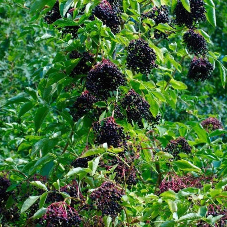 2 Elderberry Trees 612 Inches Tall Now Live Plants Etsy