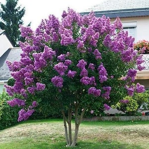 May include: A vibrant tree with abundant clusters of purple flowers. The tree has a multi-trunk base and is surrounded by green grass. The blossoms are a deep shade of purple, creating a striking contrast with the green foliage.
