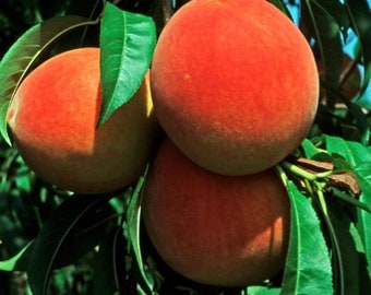 Crest haven peach tree 2-3 ft tall now live peach tree