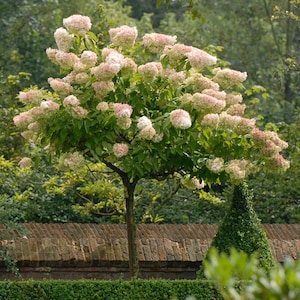 May include: A small tree with a rounded crown, covered in clusters of pink and white flowers. The tree has a slender, brown trunk and green leaves. The background includes a brick wall, green hedges, and other greenery, creating a garden setting.