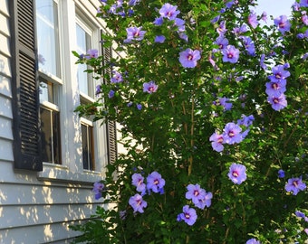 14 purple rose of Sharon tree cuttings
