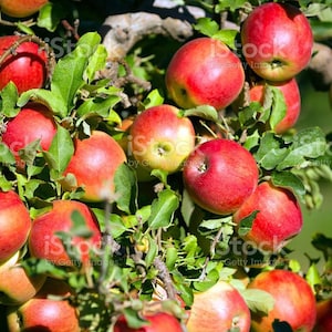May include: A close-up of a tree branch laden with ripe red apples. The apples have a vibrant red hue with hints of yellow and green, contrasting with the green leaves. The image captures a bountiful harvest.