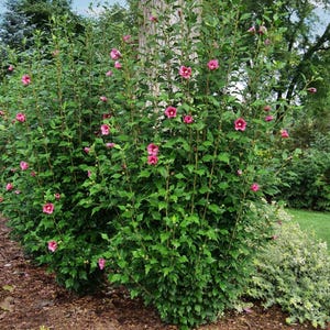 May include: A close-up of a bush with pink flowers. The bush is in full bloom and the flowers are vibrant and colorful. The bush is surrounded by green leaves.