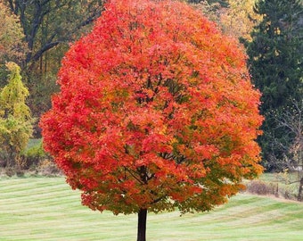 2 sugar maple tree, beautiful color changing, shade tree, 2-3 ft tall now