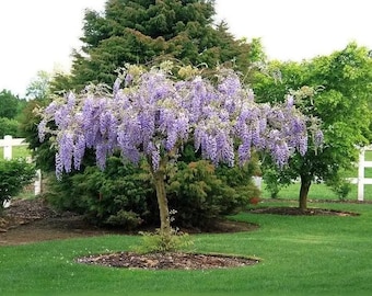 PRE-SALE will ship October. 2 Purple wisteria live trees 1-2 ft now beautiful fragrant flowering blooms every year