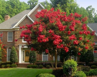 2 Red rocket crape myrtle tree 2ft tall now live tree