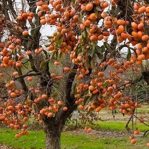 2 American persimmon trees 1-2ft tall